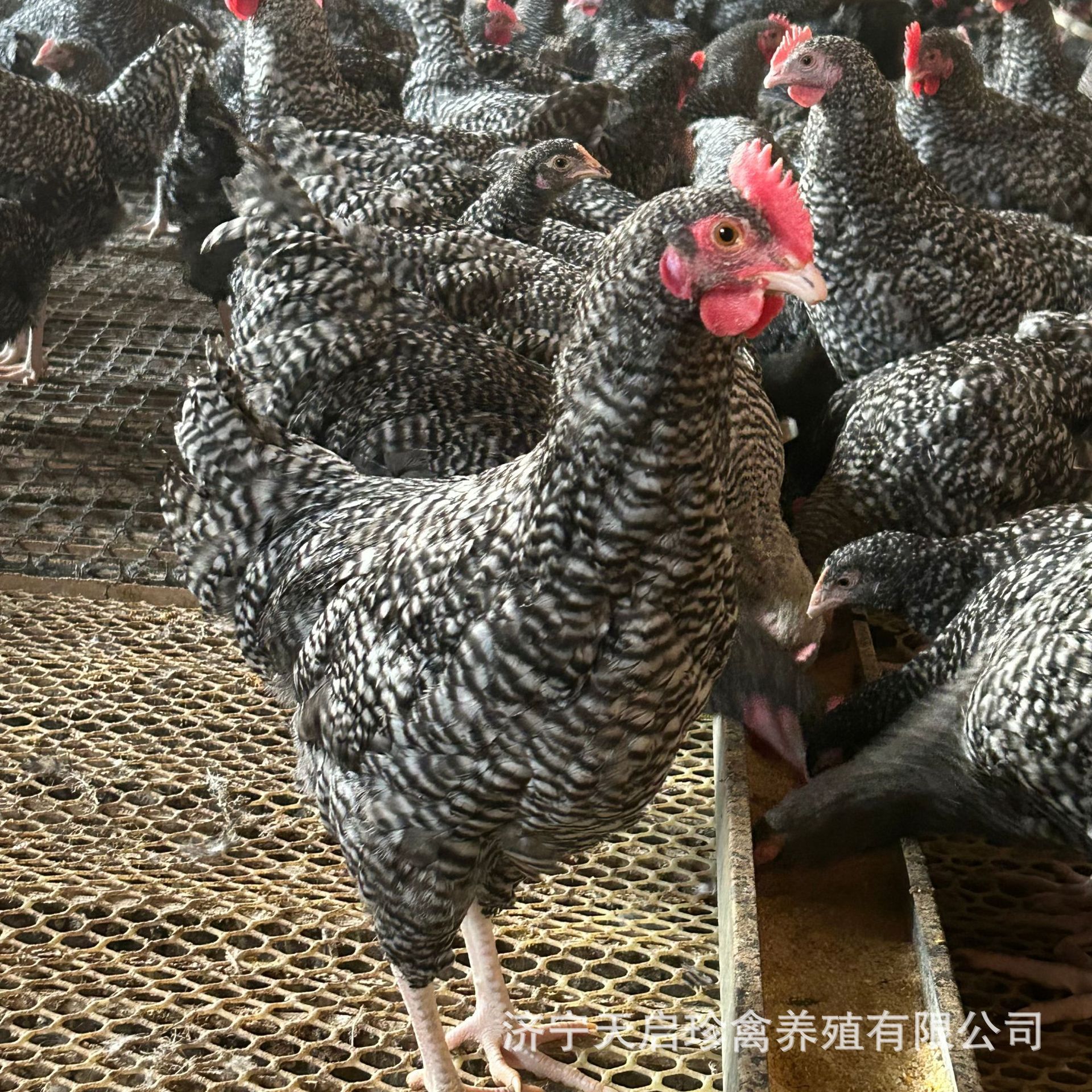 半斤芦花鸡活鸡苗纯种芦花鸡苗活体脱温苗土鸡小鸡幼苗产绿壳蛋