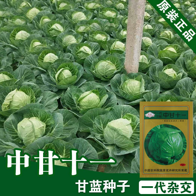 绿甘蓝种子甘蓝籽结球卷心菜种子包心菜种子圆白菜种子菜种菜籽