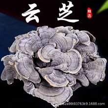 批发中药材云芝 灰芝 瓦菌  彩绒革盖菌  Turkey tail mushroom