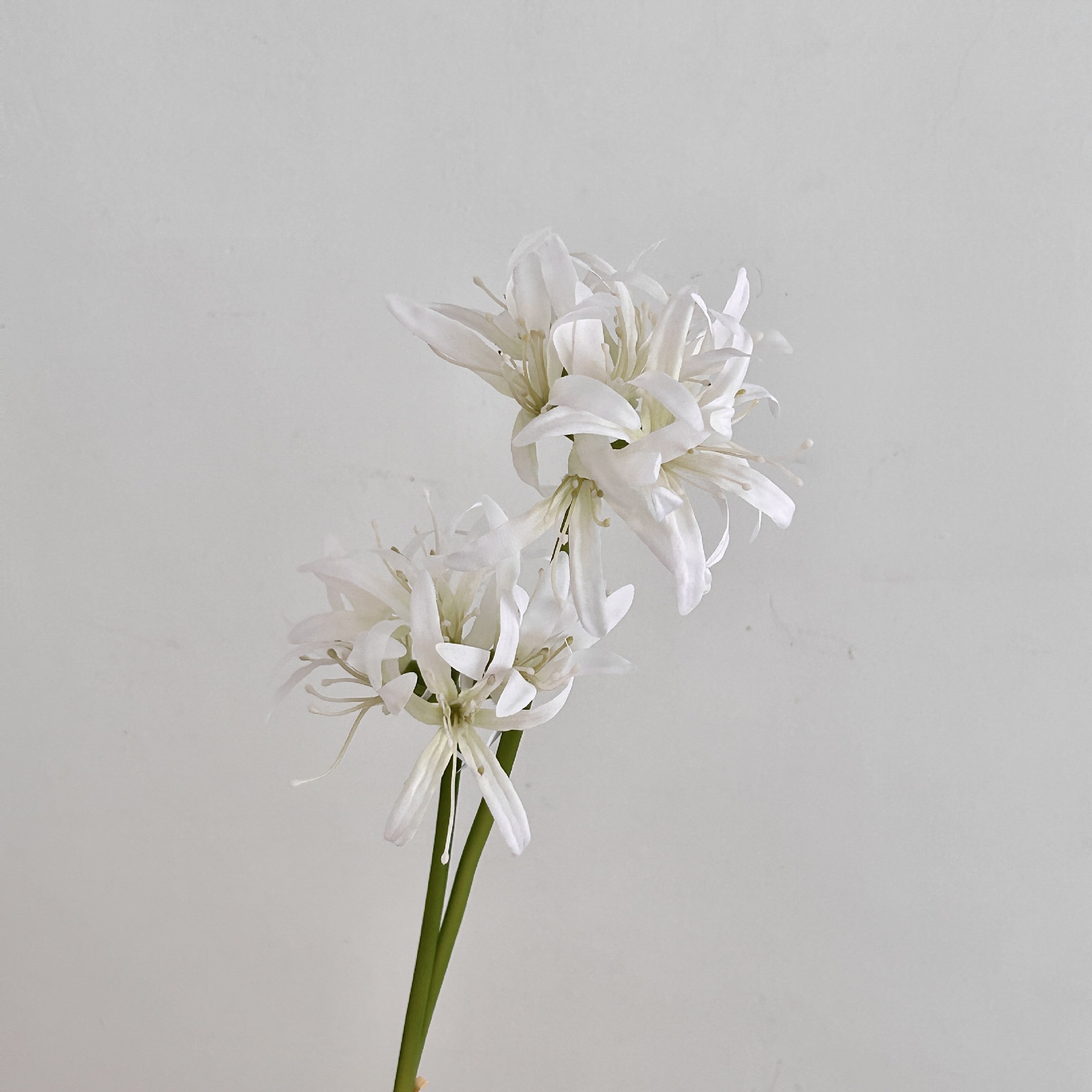 하얀색