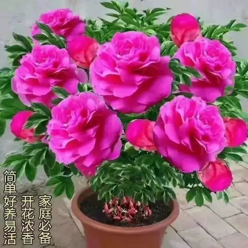 Семена пиона Цветут непрерывно в течение четырех сезонов Пакет семян пиона Многолетние в помещении Легко жить