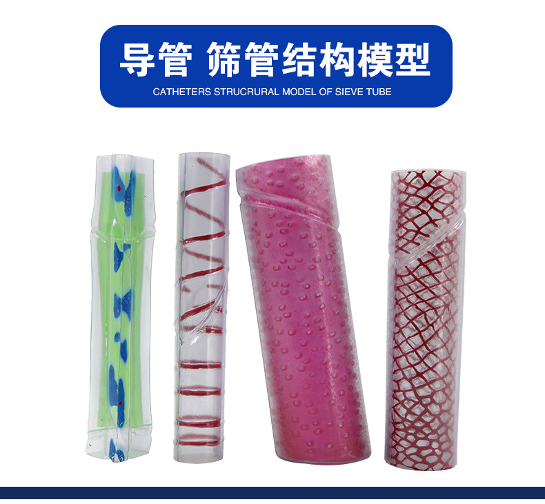 QH-3203导管、筛管结构模型_02.jpg