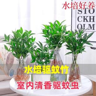 Mosquito Repellent Bamboo and Cypress Hydroponic Plants Potted Pothos Flowers Indoor Flowers Office Green Plants Money Tree Easy to Maintain