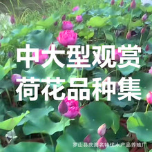 中大型观赏荷花种藕基地批发水生卉庭院水池楼顶盆栽莲花公园池塘