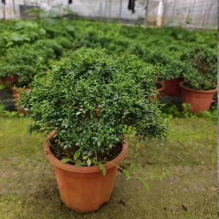 The Base Directly Supplies Various Specifications of Bodhidharma Thin-Leaf Jiuli Xiang Foliage Plants, Small Potted Plants, Water and Land Tanks, Landscaping Micro-Landscape