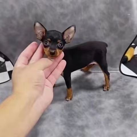 狗场出售纯种小鹿犬幼犬活物宠物小型犬家养小鹿犬活体犬狗不掉毛