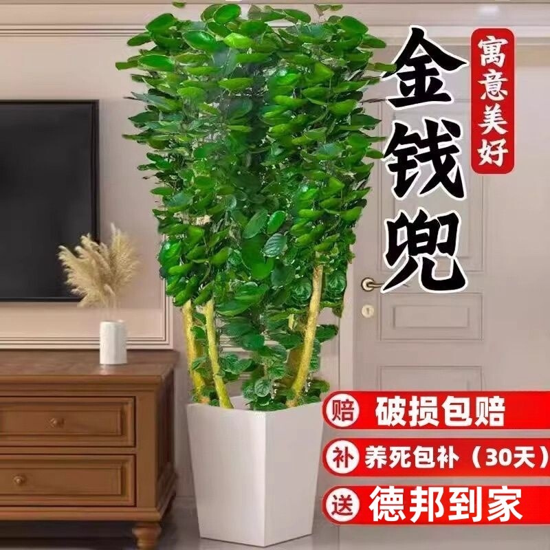 Money Tree Potted Plant for Living Room Indoor Large Green Plant Money Tree Round Leaf Fortune Tree Old Stump Floor-Standing Real Flower