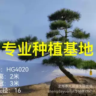 国产造型黑松批发迎客松四季常青 别墅庭院日本黑松造景 黑松基地