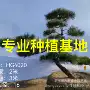 日本庭院造型基地黑松