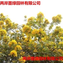 ���l�S�����N�� �S���N�� �S���N�� �p���G����N��