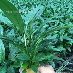 Hydroponic White Palm Hydroponic Smooth Sailing Living Room Balcony Office Desktop Potted Base Straight Hair