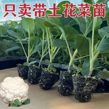 �ЙC�����������๣�ɻ��˷N���ļ��̨ͥԺ�Nֲ��Ҭ�˾Gɫ�˻�