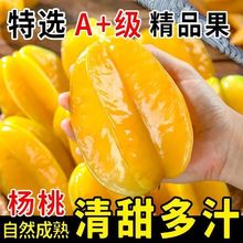 新鲜采摘甜杨桃鲜果五角星水果5斤装大果整箱包邮洋桃红一级果