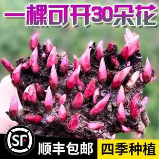 һ�����l�ذ���ș���玧ѿ���K7��10ѿ�N���ͺ��������̨ͥԺ��