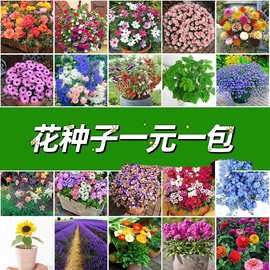 【电商进货】易爆盆种子开花不断花籽室内室外四季种易活盆栽花卉