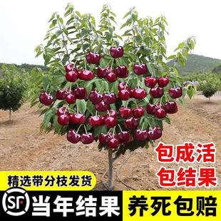 һ�����l܇���Ә�����Ҙ����Ϸ������Nֲ����ͥԺ���䰫�����Ҙ�