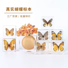 标本;树脂工艺品;科教玩具