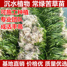 ��ˮֲ�ﰫ�����G��ݴ̿�ݴ�����ֲ��ˮ��ɭ�־Gֲ�ӵ��ޏ���