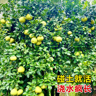 �V����ɳ�����Ә������������ڼt�����ּ޽ӹ����ļ��ͺ�����