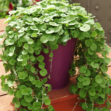 �G�����̽��X�ݲ�ƺ�N�Ӳ��� ��ͥ�@ˇ�~�X�ݷN�����l�R���ݷN