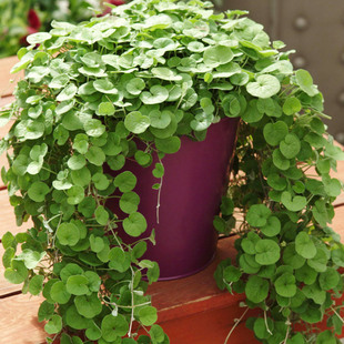 �G�����̽��X�ݲ�ƺ�N�Ӳ��� ��ͥ�@ˇ�~�X�ݷN�����l�R���ݷN