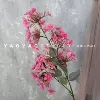 Tianzhu hydrangea