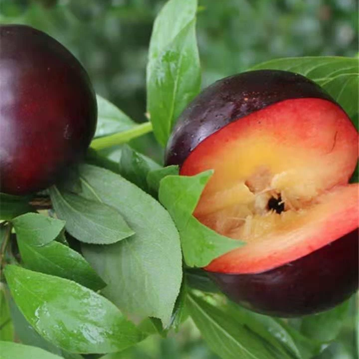 Посадка горшка рассады сливы Рассада рассады сливы прививка рассады сливы Посадка рассады сливы на юге и севере