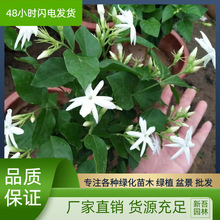 单瓣笔尖茉莉花盆栽庭院苗白色香花多规格四季带花苞