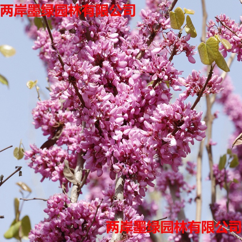 紫荆树苗批发工程绿化_主图01