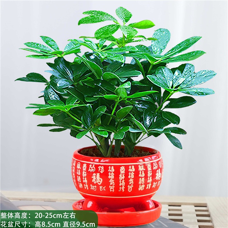 행운나무 4그루 25-30cm + 홍복도자기냄비 + 영양액