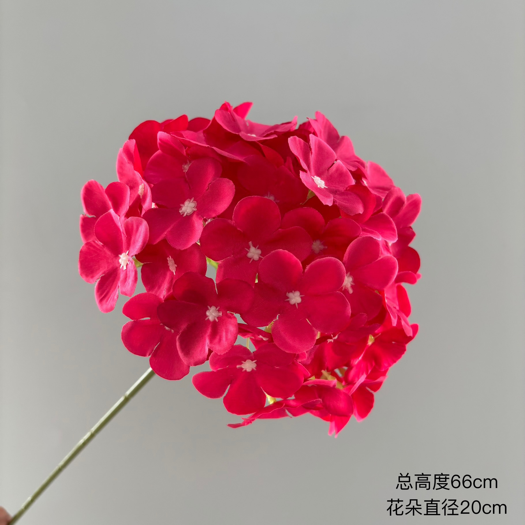 롤리팝 5센트 수국 72개