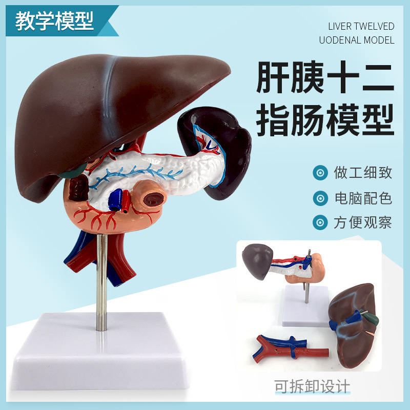 ����ʮ��ָ��ģ�� �Ρ�Ƣ��Ѫ�ܺ����ٽṹģ�� ���� Ƣ ����ģ��