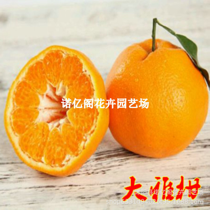 春见苗耙耙柑苗明日见兴冿46号丑柑大雅柑柑橘桔子果树苗当年结果