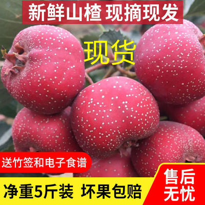 Hawthorn Fresh fruit fresh Hawthorn Mountains Red berries Candied fruit Dry film Trade price One piece wholesale