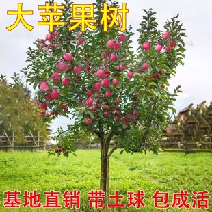 �ش��O�����������ļt��ʿ�޽��O����ͥԺ���������Ϸ������Nֲ