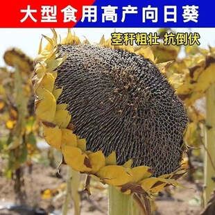 ʳ�������տ��N�����r���ӷN���̨����Nֲ���^���U