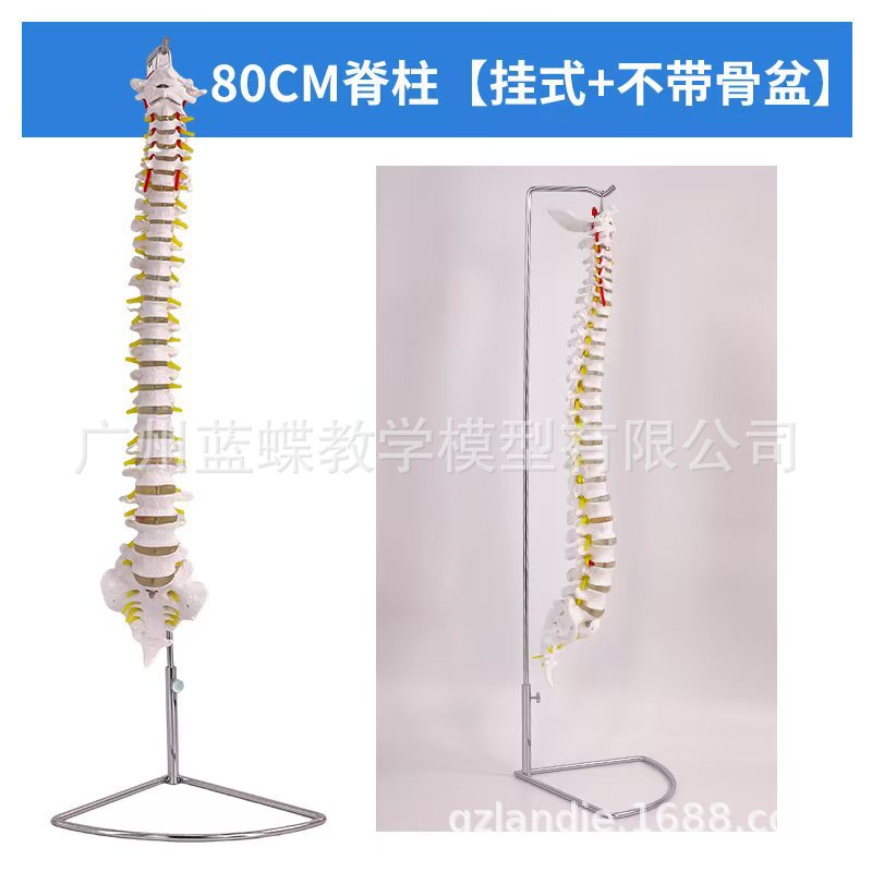 45 85CM���弹��ģ�ͷ��������׵׵�����񾭾�׵��׵β׵׵��