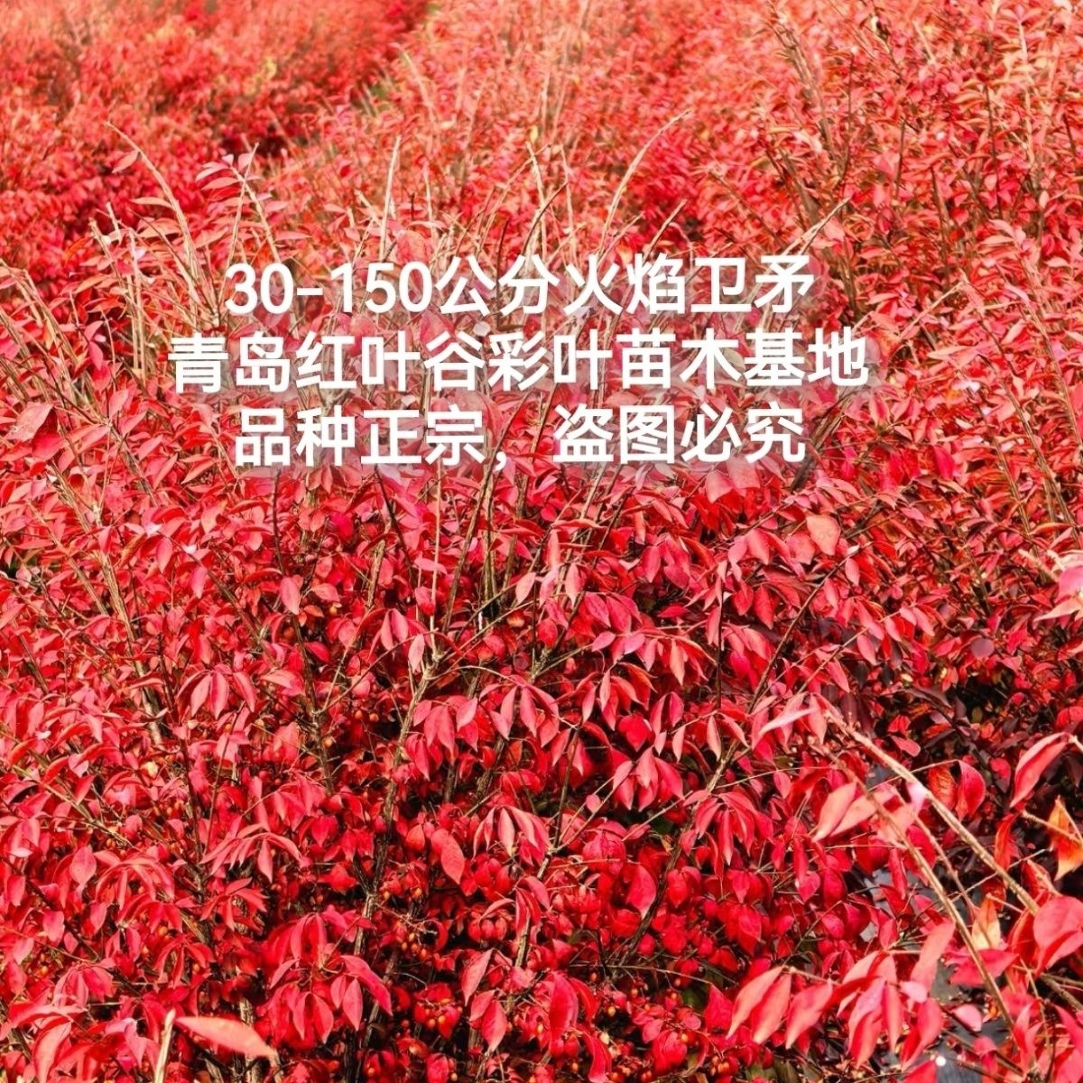 灌木红观叶植物庭院盆栽满堂红红叶绿植火焰花卉卫矛中国