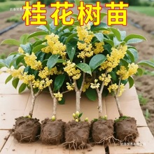 ᾳع𻨘������Խ�𵤹��_���҃��̨ͥԺ�����ͻ���ֲ���ļ���