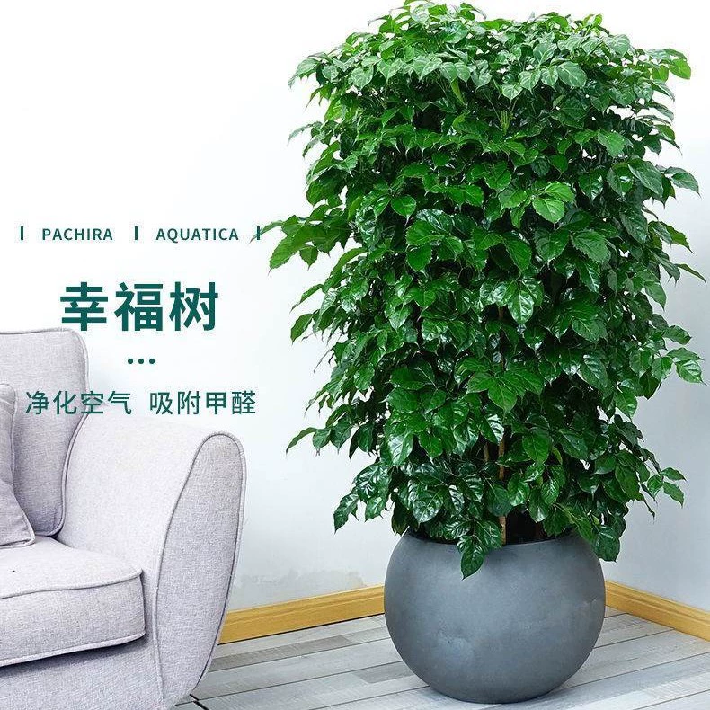 Горшок дерева счастья большое растение в помещении Гостиная Офис поглощающий формальдегид очистка воздуха Зеленый завод горшок дерева удачи