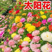 �ذ�̫ꖻ��N�ݻ��N�����҃������^����ֲ�ﻨ�Ѳ��N�_���G������