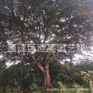 �ɶ����lҎ����~�š��S��䡷�ṩ������Ԕ����늆�ľ���l����