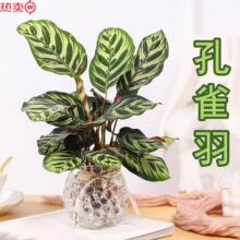 孔雀花 孔雀花品牌 图片 价格 孔雀花批发 阿里巴巴