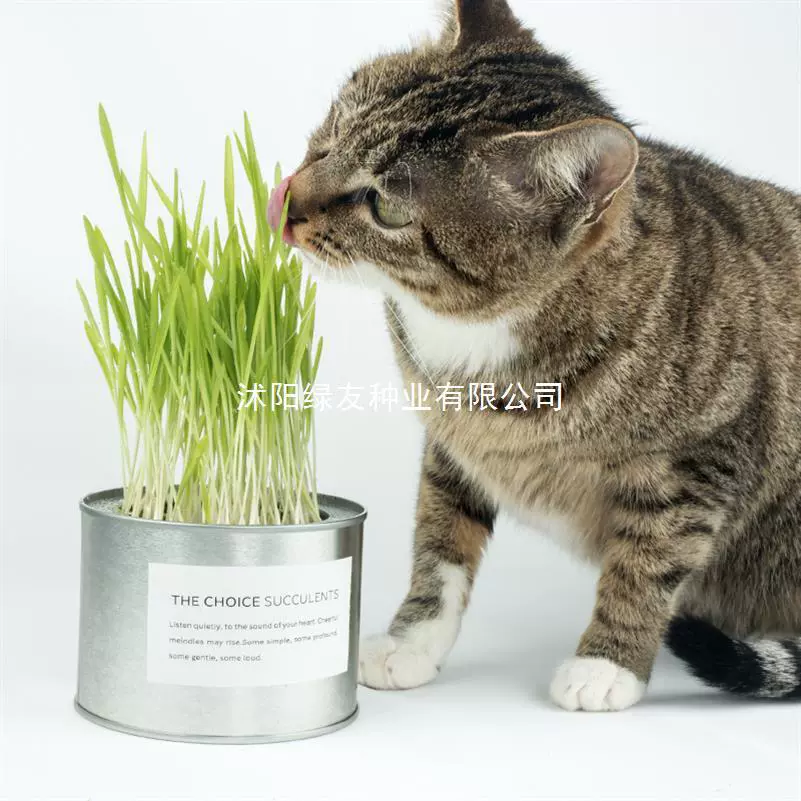 猫草盆草种子懒人小麦种子猫咪零食水培营养种植源头厂家批发直销