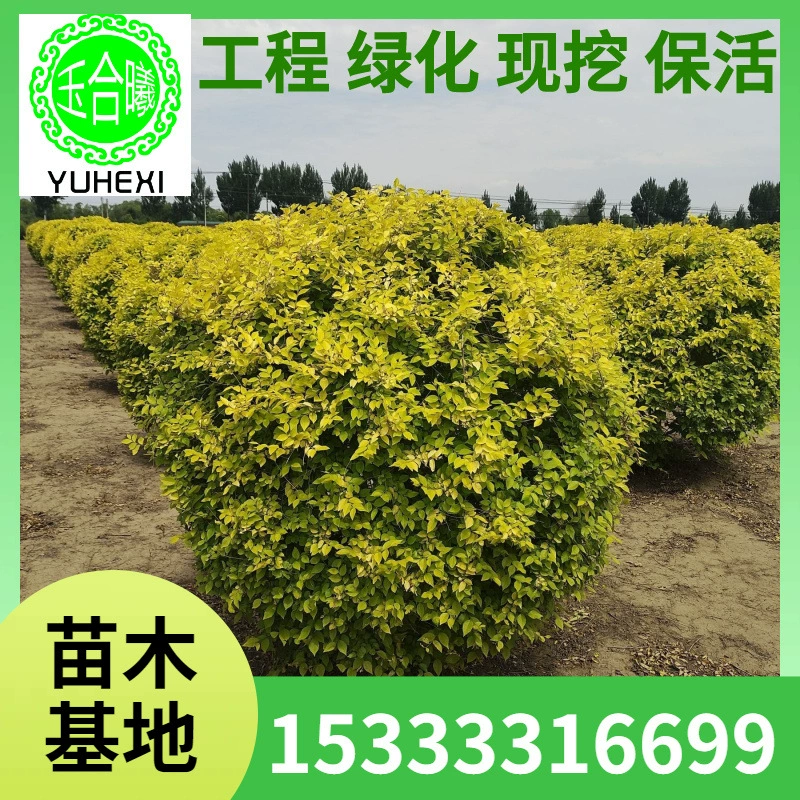 Шар из золотого листа вяза, садовое растение, шар из кипариса, шар из водного воска, шар из китайского золотого листа вяза, дерево из золотого листа вяза, зеленение