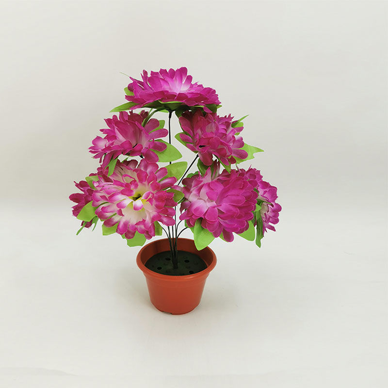 7-leaf chrysanthemum (purple edge) 1 branch - 1 branch + flowerpot quality choice