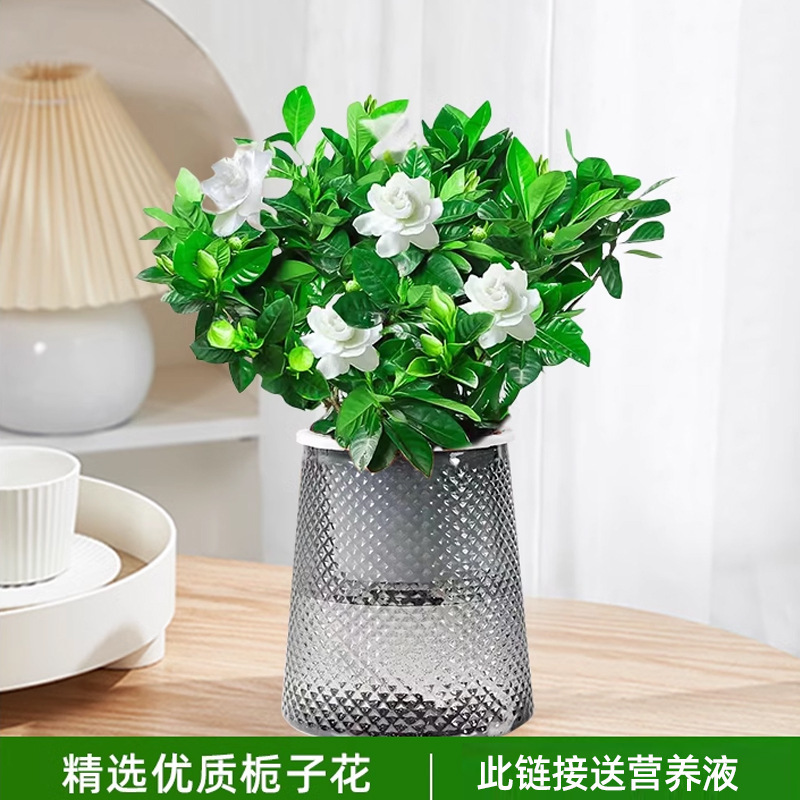 치자나무(별화분) + 영양액