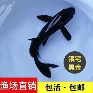 �����ɫ���P�\���\�a��ڲݽ�С���~���B�ͻ���ˮ�^�p�~���ֵ�ˮ