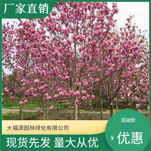 二乔玉兰【基地批发】 量大优惠  品种齐全景区造景工程绿化苗