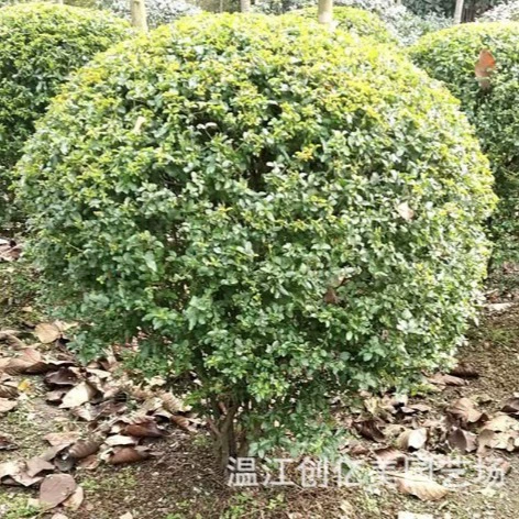 Ligustrum Lucidum Мяч Двор Инженерия Муниципальный озеленение рассады завод сферически